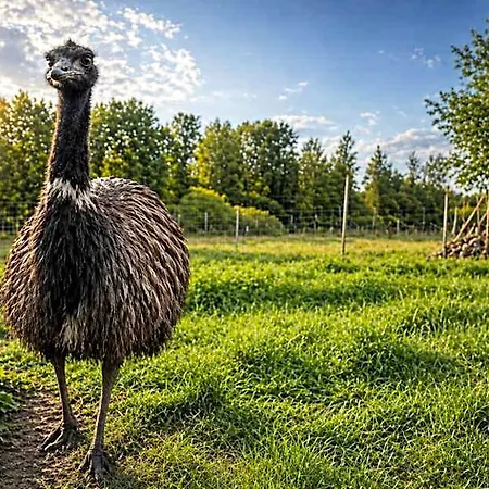 Lázeňský Pyramida 4*